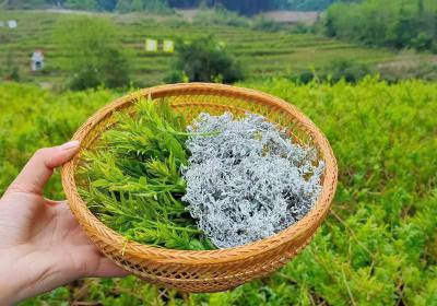 張家界土家神仙草——張家界莓茶介紹